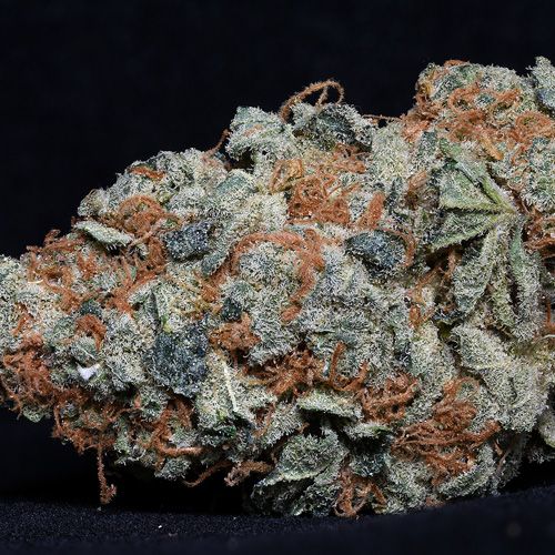 Cookie Dawg Cannabis Seeds By Big Head Seeds