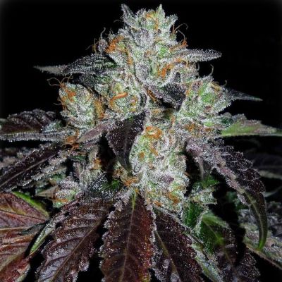 Best selling cannabis seeds