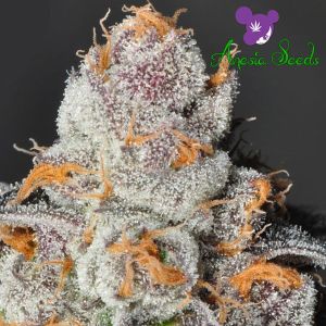 Anesia Scout Cookies