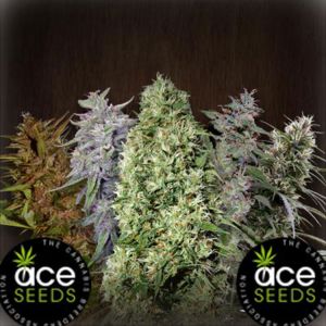 Ace Mix Cannabis Seeds