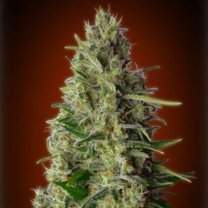Kali 47 Cannabis Seeds