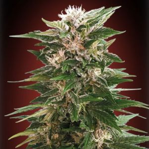 Kaya 47 Cannabis Seeds