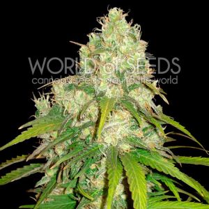 Afghan Kush x Yumbolt Cannabis Seeds