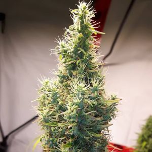 Afghani Special Cannabis Seeds