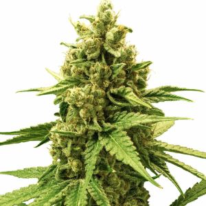 Amnesia Auto Cannabis Seeds