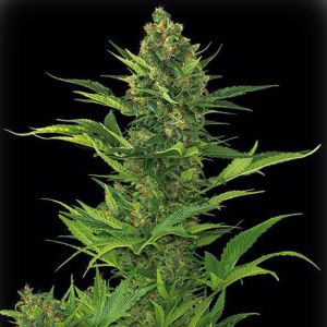 Amnesia XXL Auto Cannabis Seeds