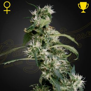 Arjans Ultra Haze #2 Cannabis Seeds