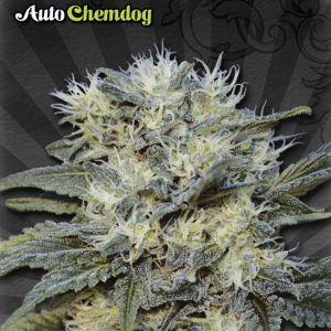 Auto Chemdog Cannabis Seeds