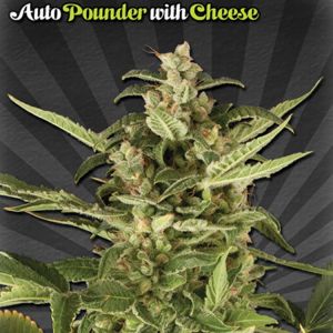 Auto Pounder with Cheese aka Juicy Lucy Cannabis Seeds