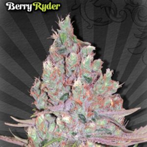 Berry Ryder Cannabis Seeds