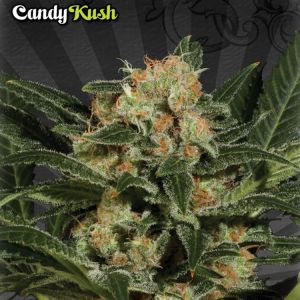 Candy Kush Cannabis Seeds