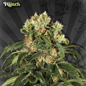 Hijack Cannabis Seeds