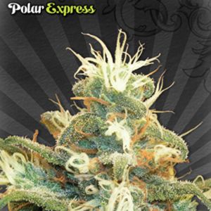Polar Express Cannabis Seeds