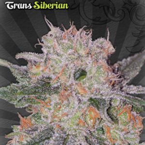 Trans Siberian Cannabis Seeds