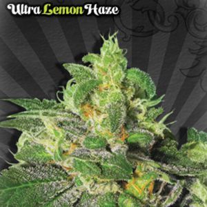 Ultra Lemon Haze Cannabis Seeds