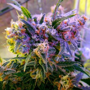 Aurora Indica Cannabis Seeds