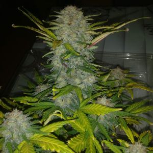 Auto Blue Amnesia Cannabis Seeds