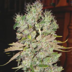 Auto Blueberry Domina Cannabis Seeds