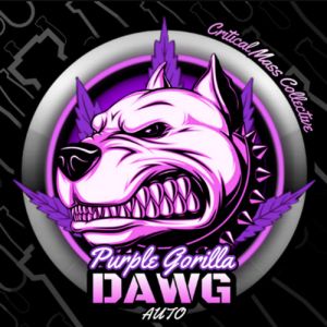 Auto Purple Gorilla Dawg