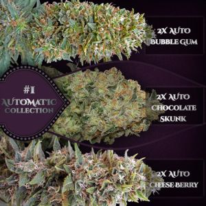 Auto Collection #1 Cannabis Seeds