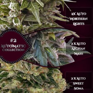 Auto Collection #2 Cannabis Seeds