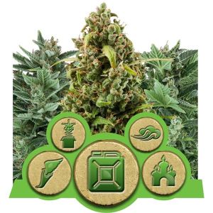 Autoflowering Outdoor Mix Cannabis Seeds