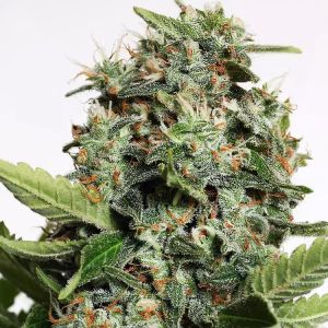 Autopilot XXL Cannabis Seeds