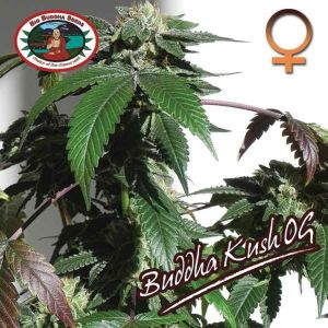 Buddha Kush OG Cannabis Seeds