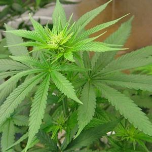 Buddha Haze Automatic (aka SAS) Cannabis Seeds