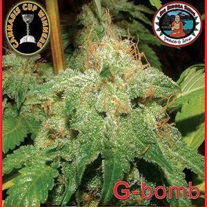 G Bomb Cannabis Seeds