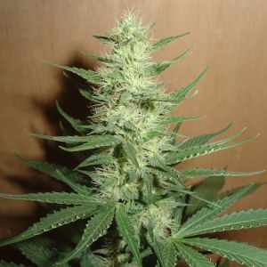 Big Bud Cannabis Seeds