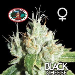 Black Cheese Cannabis Seeds