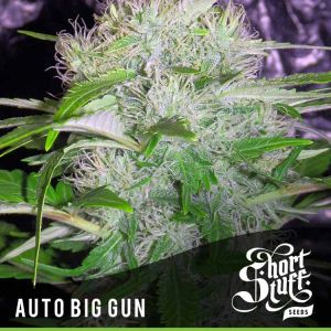 Auto Big Gun Cannabis Seeds