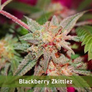  Blackberry Zkittlez