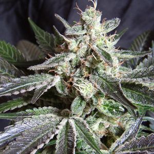 Black Jack Fast Version Cannabis Seeds