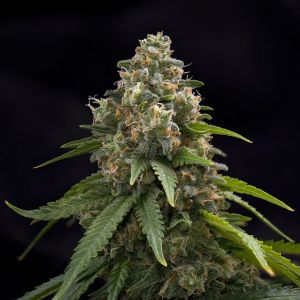 Blackwater Cannabis Seeds