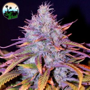 Blue Dream  Cannabis Seeds