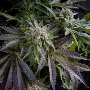 Blue Pyramid Cannabis Seeds