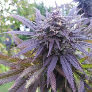 Blueberry Cannabis Seeds