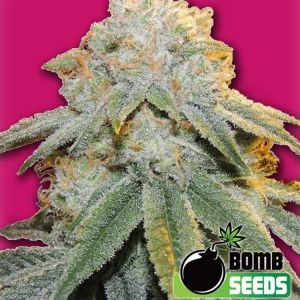 Bubble Bomb Cannabis Seeds