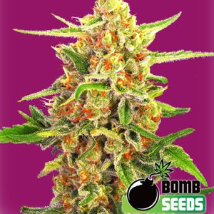 Cherry Bomb Cannabis Seeds