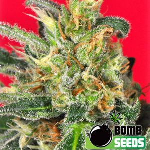 Cluster Bomb Cannabis Seeds