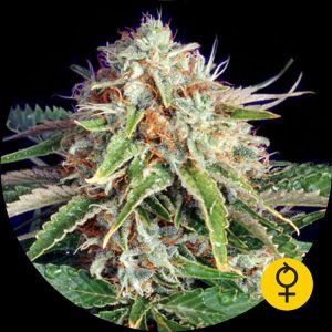 Fast Ryder 1 Cannabis Seeds