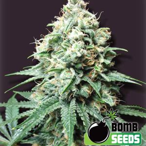 Kush Bomb Cannabis Seeds