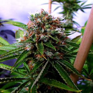 Buddhas Sister Cannabis Seeds