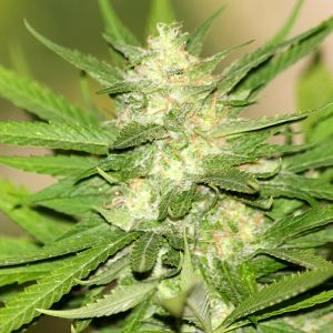 Budzilla Cannabis Seeds