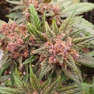 C4 Cannabis Seeds