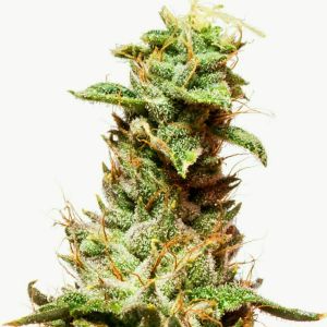 California Nugget Cannabis Seeds