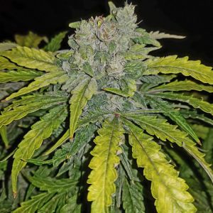 CBD Crack Cannabis Seeds