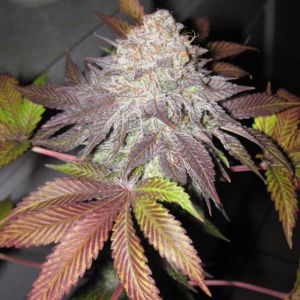Fruit Cup Cannabis Seeds